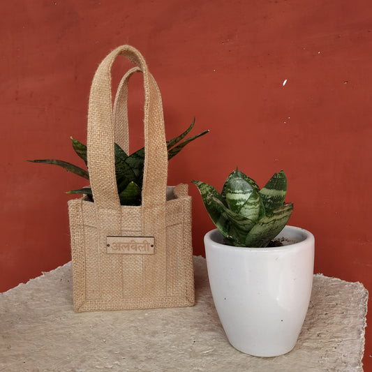 Plant Gift Set - Jute Planter